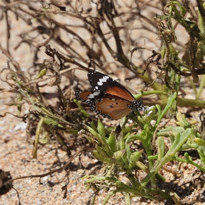 Danaus petilia (Lesser wanderer) at South Durras, NSW - 16 Feb 2025 by DavidDedenczuk