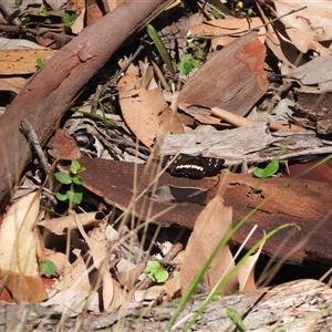 Cruria synopla (Forest Day-moth) at South Durras, NSW - 16 Feb 2025 by DavidDedenczuk