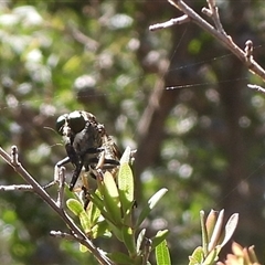 Unidentified Robber fly (Asilidae) at South Durras, NSW - 16 Feb 2025 by DavidDedenczuk