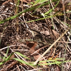 Amphibolurus muricatus (Jacky Lizard) at South Durras, NSW - 16 Feb 2025 by DavidDedenczuk