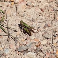 Gastrimargus musicus (Yellow-winged Locust or Grasshopper) at South Durras, NSW - 16 Feb 2025 by DavidDedenczuk