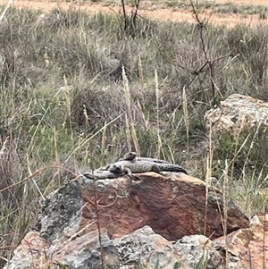 Egernia cunninghami (Cunningham's Skink) at Hackett, ACT - 20 Feb 2025 by Evie