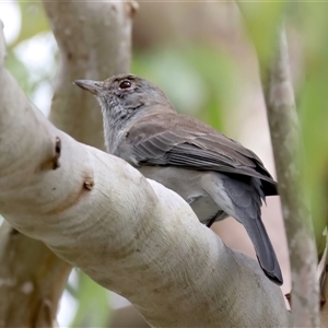 Colluricincla harmonica (Grey Shrikethrush) at Jeremadra, NSW - 19 Feb 2025 by jb2602