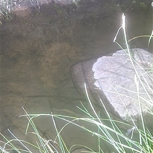 Unidentified Eels at Reidsdale, NSW - 20 Feb 2025 by Larryolarryo