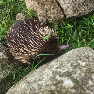 Tachyglossus aculeatus (Short-beaked Echidna) at Reidsdale, NSW - 31 Jan 2025 by Larryolarryo