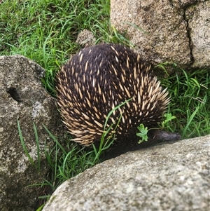 Tachyglossus aculeatus at Reidsdale, NSW - 31 Jan 2025 06:43 PM