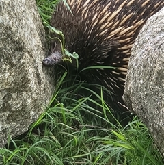 Tachyglossus aculeatus at Reidsdale, NSW - 31 Jan 2025 06:43 PM