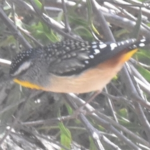 Pardalotus punctatus (Spotted Pardalote) at Fisher, ACT - 16 Sep 2021 by Sunray