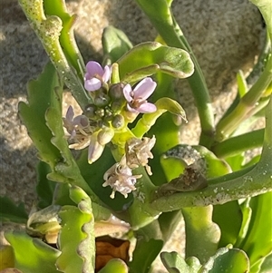 Cakile sp. maritima or edentula (Sea Rocket) at Dunbogan, NSW - 19 Feb 2025 by LPW