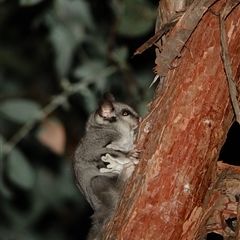 Petaurus notatus (Krefft’s Glider, formerly Sugar Glider) at Deakin, ACT - 19 Feb 2025 by Ct1000