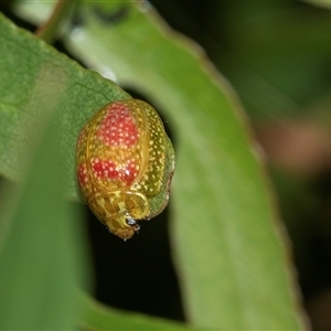 Paropsisterna fastidiosa (Eucalyptus leaf beetle) at Weston, ACT - 17 Feb 2025 by AlisonMilton