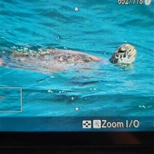 Chelonioidea (superfamily) (Sea Turtles) at Maroubra, NSW - 25 Jan 2025 by Ct1000