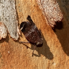 Platybrachys decemmacula (Green-faced gum hopper) at Weston, ACT - 17 Feb 2025 by AlisonMilton