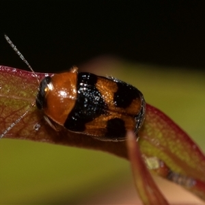 Aporocera (Aporocera) speciosa (Leaf Beetle) at Weston, ACT - 17 Feb 2025 by AlisonMilton