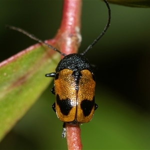 Cadmus (Cadmus) litigiosus (Leaf beetle) at Weston, ACT - 17 Feb 2025 by AlisonMilton