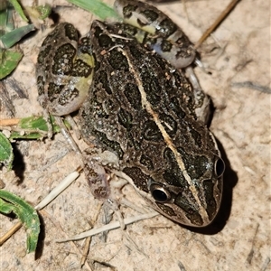 Limnodynastes tasmaniensis (Spotted Grass Frog) at Duffy, ACT - 14 Jan 2025 by Ct1000