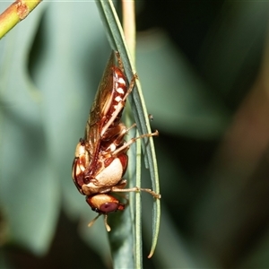 Pergagrapta polita at Weston, ACT - 17 Feb 2025 12:17 PM