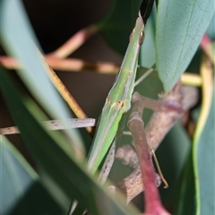 Acrida conica (Giant green slantface) at Higgins, ACT - 16 Feb 2025 by AlisonMilton