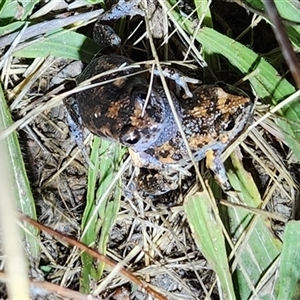 Uperoleia laevigata (Smooth Toadlet) at Duffy, ACT - 14 Jan 2025 by Ct1000