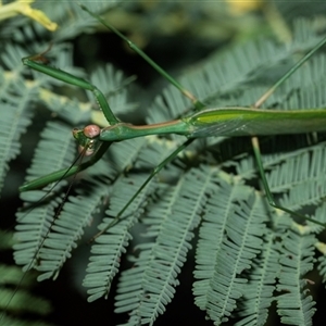 Pseudomantis albofimbriata at Weston, ACT - 17 Feb 2025 by AlisonMilton