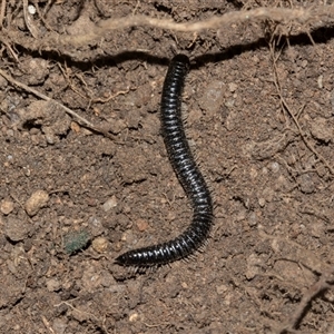 Ommatoiulus moreleti (Portuguese Millipede) at Higgins, ACT - 19 Feb 2025 by AlisonMilton