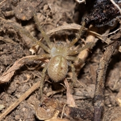 Neosparassus sp. (genus) (Badge huntsman) at Higgins, ACT - 19 Feb 2025 by AlisonMilton