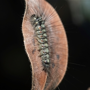 Unidentified Noctuoid moth (except Arctiinae) at Higgins, ACT - 17 Feb 2025 by AlisonMilton