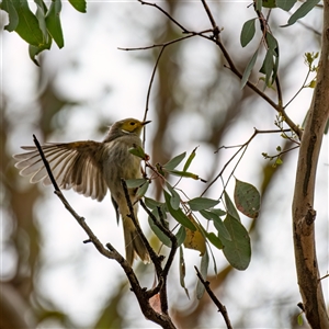 Ptilotula penicillata (White-plumed Honeyeater) at Belconnen, ACT - 7 Jan 2025 by Untidy