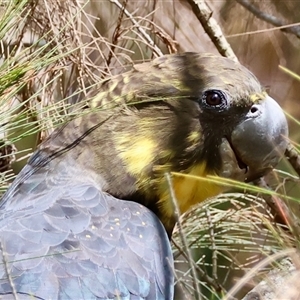 Calyptorhynchus lathami lathami at Moruya, NSW - suppressed