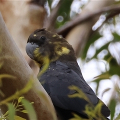 Calyptorhynchus lathami lathami at Moruya, NSW - suppressed