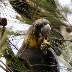 Calyptorhynchus lathami lathami at Moruya, NSW - suppressed