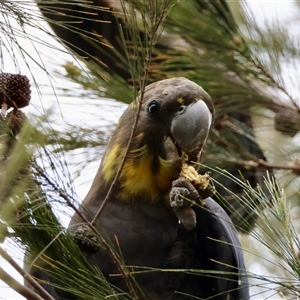 Calyptorhynchus lathami lathami at Moruya, NSW - suppressed