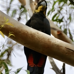 Calyptorhynchus lathami lathami at Moruya, NSW - suppressed