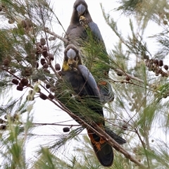 Calyptorhynchus lathami lathami at Moruya, NSW - suppressed