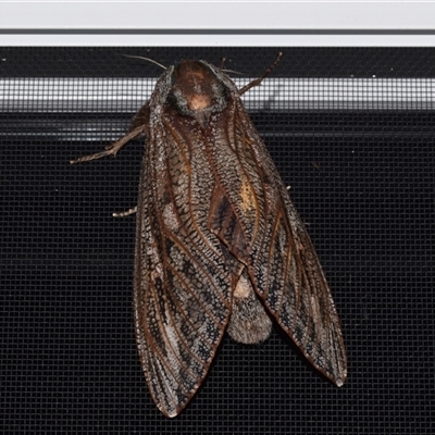 Endoxyla encalypti (Wattle Goat Moth) at Jerrabomberra, NSW - 20 Feb 2025 by DianneClarke