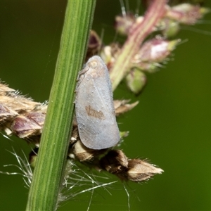 Anzora unicolor (Grey Planthopper) at Weston, ACT - 17 Feb 2025 by AlisonMilton