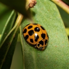 Harmonia conformis (Common Spotted Ladybird) at Weston, ACT - 17 Feb 2025 by AlisonMilton