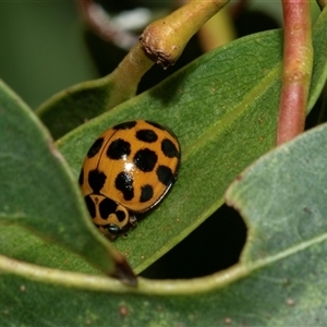 Harmonia conformis at Weston, ACT - 17 Feb 2025 12:42 PM