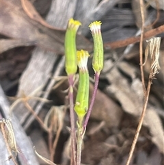 Senecio sp. at Mount Clear, ACT - 19 Feb 2025 by JaneR