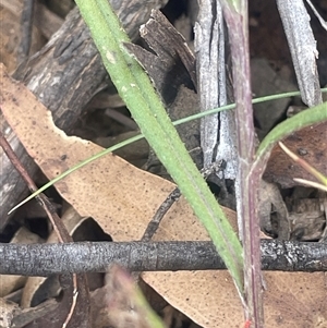 Senecio prenanthoides at Mount Clear, ACT - 19 Feb 2025 01:38 PM