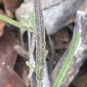 Senecio prenanthoides at Mount Clear, ACT - 19 Feb 2025 01:38 PM