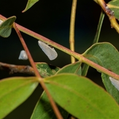 Anzora unicolor (Grey Planthopper) at Weston, ACT - 17 Feb 2025 by AlisonMilton