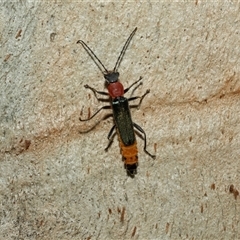 Chauliognathus tricolor (Tricolor soldier beetle) at Weston, ACT - 17 Feb 2025 by AlisonMilton