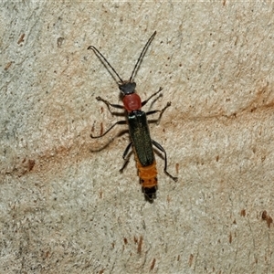 Chauliognathus tricolor (Tricolor soldier beetle) at Weston, ACT - 17 Feb 2025 by AlisonMilton