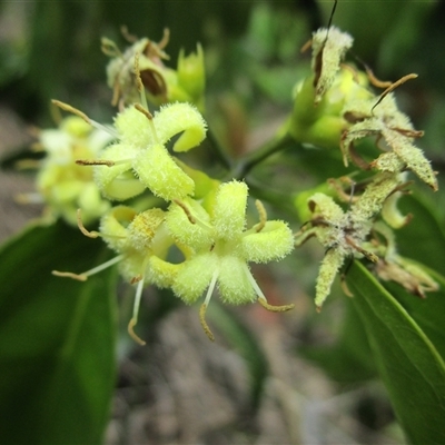 Coelospermum dasylobum by JasonPStewartNMsnc2016