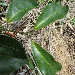 Coelospermum dasylobum at suppressed - suppressed