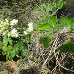 Coelospermum dasylobum at Bonnie Doon, QLD - suppressed