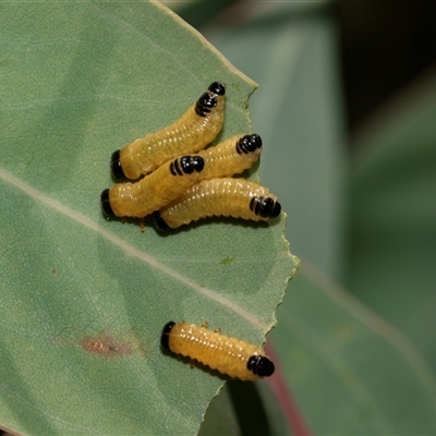 Paropsis atomaria (Eucalyptus leaf beetle) at Weston, ACT - 17 Feb 2025 by AlisonMilton