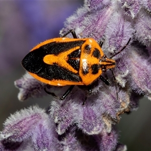 Agonoscelis rutila at Holder, ACT - 17 Feb 2025 02:30 PM