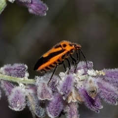 Agonoscelis rutila at Holder, ACT - 17 Feb 2025 02:30 PM